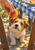 A tan-and-white terrier looks up at a peach held above it beneath a wooden picnic table with a blue gingham cloth.