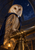 A tawny barn owl in a blue mantle perches beside a brass telescope beneath a crescent moon in an observatory.
