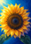 Large golden sunflower seen from above against ultramarine and turquoise, with a dark seed disk, dramatic light and two lower leaves.