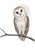 Pale barn owl with folded wings perched on a bowed branch, with fine feather markings and a faint gray circle against white.