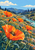 Oversized orange poppies and dense wildflowers beside a winding turquoise stream, with dark trees, mountain ridges and blue sky.