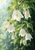 White bell-shaped flowers with raindrops hang from branching stems among green leaves, with bright light at left and dark foliage at right.