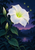 Large white moonflower-like bloom and climbing leafy vine with buds beside three glowing fireflies, a distant lake and dark twilight trees.