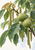 Rain-beaded walnut branch with compound leaves, hanging catkins, and two green husked walnuts against a pale background.