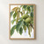 Rain-beaded walnut branch with compound leaves, hanging catkins, and two green husked walnuts against a pale background.; frame shown for styling only
