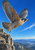 Barred falcon with rust-colored shoulder accents launching above a rocky ledge, with blue sky and distant mountains.