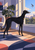 A sleek black greyhound stands on a patterned rug beside an open window and looks toward a small bird outside.
