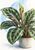 Potted plant with broad patterned green leaves and a pink-green leaf unfurling beneath a translucent blue arc.