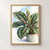 Potted plant with broad patterned green leaves and a pink-green leaf unfurling beneath a translucent blue arc.; frame shown for styling only