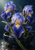 Three violet-blue irises with yellow throats and water droplets above a dark bowl, framed by sweeping green leaves.