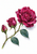 Three stages of a deep-magenta rose on one continuous sweeping stem, from a small bud to a large open bloom, with blue-green leaves.