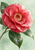 Open pink-red camellia with layered petals and bright raindrops, surrounded by dark glossy leaves on pale green.