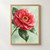 Open pink-red camellia with layered petals and bright raindrops, surrounded by dark glossy leaves on pale green.; frame shown for styling only