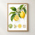 Diagonal lemon branch with green leaves, white blossom, whole and cut lemons, above four circular botanical detail illustrations.; frame shown for styling only