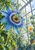 Large raindrop-covered blue passionflower with curled tendrils in a greenhouse, with an orange flower in the distance.