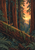 A small fox stands on a mossy fallen tree in a redwood forest, facing a glowing sunset opening between towering trunks.