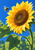 Large golden sunflower with a textured russet center and a small bee hovering near its petals against a vivid blue background.