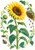 Large golden sunflower with a seed, sprout, bud, mature seed head, and falling seeds on a light background.