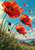 Three scarlet poppies lean right above meadow foliage, with dark seed pods and detached petals against a turquoise sky.
