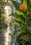 A bird-of-paradise plant with broad wet leaves and orange blooms beside a reflecting pool and tiled path inside a sunlit glasshouse.