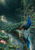 A blue peacock walks through a rain-rippled teal garden pool, its folded train trailing past lotus leaves, with a bridge and lantern in the distance.