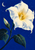 Large white trumpet-shaped moonflower with a golden center, pointed bud, dark leafy stem, crescent moon, and sparse dots against a blue sky.