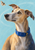 Fawn-colored, whippet-like dog with amber eyes and cobalt collar looking up at a moth against a pale aqua background.