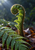 A rain-beaded unfurling fern crozier rises above fallen leaves, with a mature frond crossing the foreground.