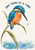 Turquoise and coral kingfisher perched on a curling green reed, watching a droplet above blue ripples beneath the words “ONE THING AT A TIME.”