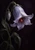 Pale lavender bellflower with pearl-like teeth along its inner rim and an orange-red glow, accompanied by a hanging bud and dark leaves.