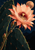 Large coral-peach cactus flower with a garnet center, buds, curved stem, and angular dark cactus pads against a textured navy ground.
