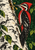 Red-and-black woodpecker clinging to a white birch trunk and facing golden insects at a bark crevice, with green leaves nearby.