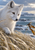 White arctic fox looking toward a kelp-like strand among coastal grasses, with sea and distant cliffs in the background.