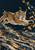 Spotted lynx leaping above fractured rocks toward saffron leaves, including one electric-blue leaf, against a dark indigo sky.