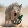 JavelinaHunter.com J13 Javelina Call w lanyard