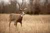 Flambeau Masters Series Boss Buck Whitetail Deer Decoy 5965MS
