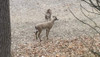 Flambeau Masters Series Boss Buck Whitetail Deer Decoy 5965MS