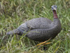 Lucky Duck HD Collapsible Hen Turkey Decoy 21-50117-7