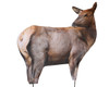 Montana Decoy RMEF Cow Elk 0064