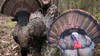 Montana Decoy Fanatic 2D Reaping Gobbler Turkey Decoy 0058