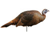 Montana Decoy Spring Fling Hen Turkey Decoy 0042