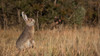 Montana Decoy Miss Hoptober Rabbit Predator Decoy