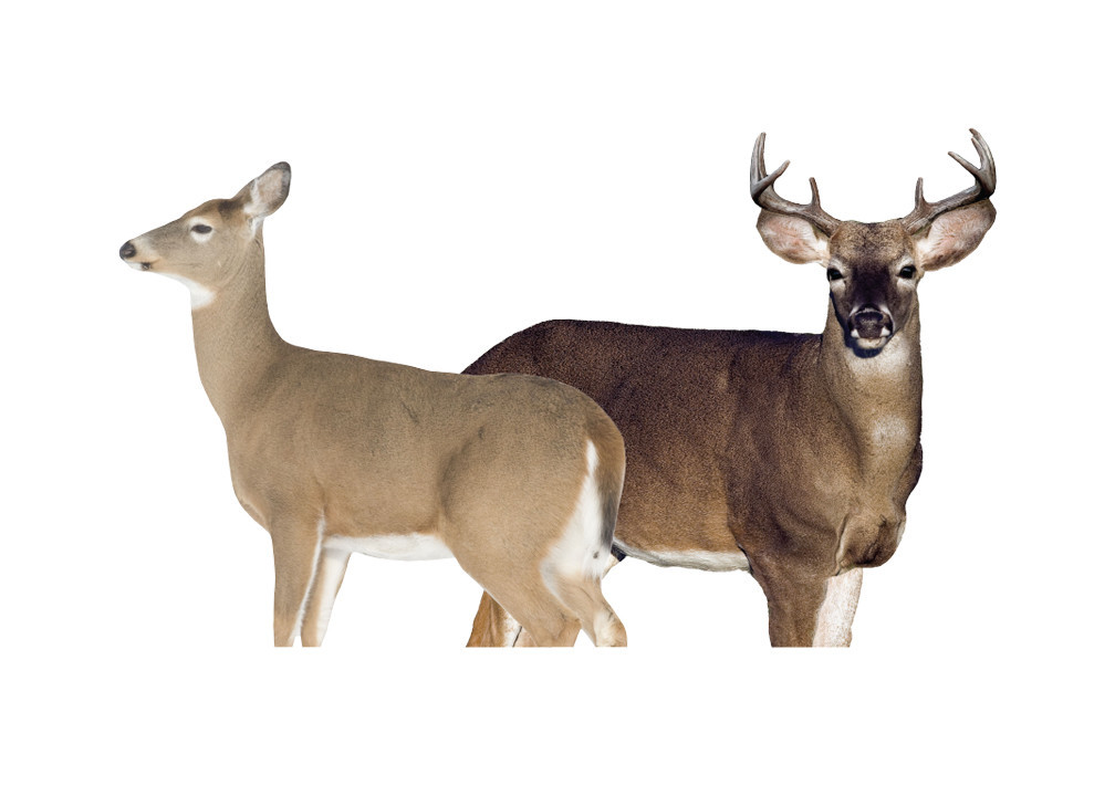 Montana Decoy Decoy - Thumbnail 2