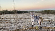 Montana Decoy Song Dog Coyote Decoy 0079