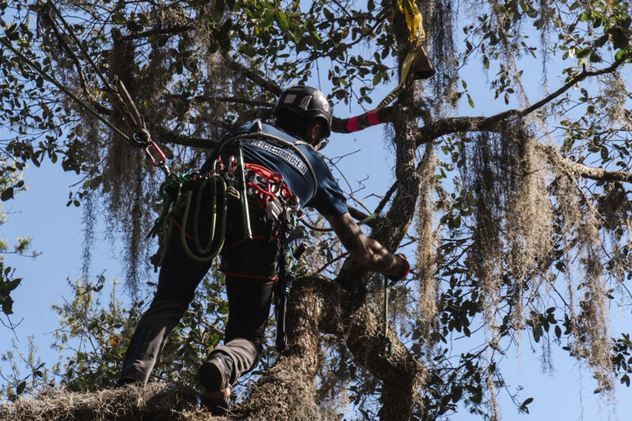 Buy TreeMOTION Pro Climbing Harness by Teufelberger | Quality Gear