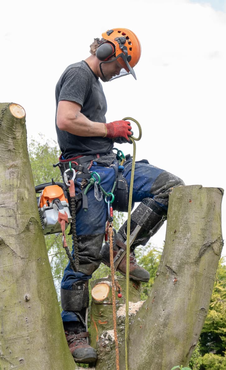 Arborist's Guide to the Best Tree Climbing Harness 