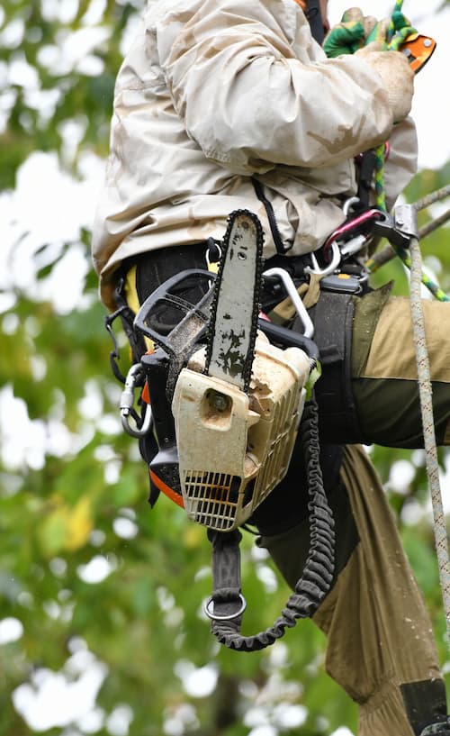 Pulling Trees Down With Rope  Tree climbing equipment, Arborist