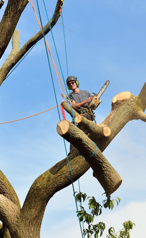 Pulling Trees Down With Rope  Tree climbing equipment, Arborist climbing  trees, Tree felling