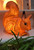 Heico Egmont nightlight Nutty the Squirrel studio brillantine toronto canada