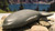 nunavik whale 099159